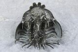 Double Spiny Quadrops Trilobite Specimen - Ofaten, Morocco #255575-9